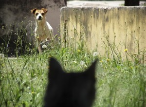 なぜ犬と猫はお互いを憎んでいるように見えるのですか？ 