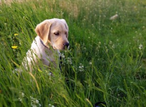 Por que os cães comem cocô e como fazer o seu parar