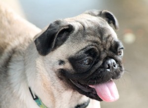 Curiosidades que você não sabia sobre o Pug Dog