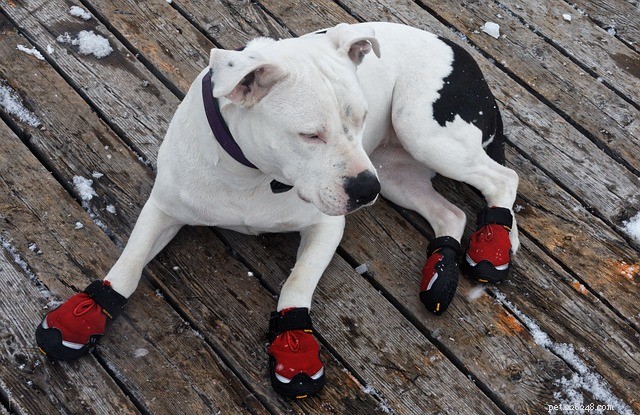 Bottes pour chien :les chiens ont-ils vraiment besoin de bottes pour chien ?