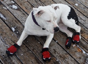 犬のブーツ：犬は本当に犬のブーツを必要としますか？ 