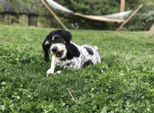 Um osso de cachorro pode ser perigoso, descubra quais não são