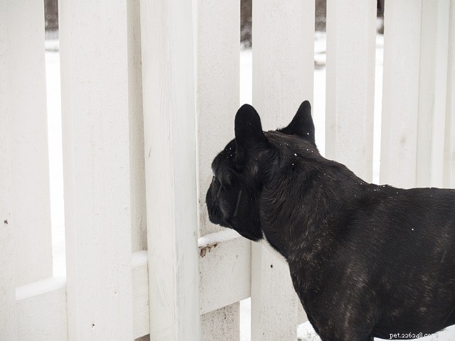 Dog Fence:친구를 위한 최선의 선택