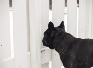 Cerca para cães:escolhendo o melhor para seu amigo