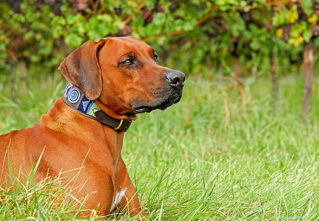犬の訓練の首輪：それらについての重要な情報 