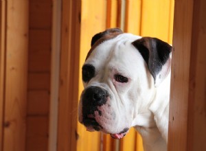 Portões para cães:dicas para escolher os melhores portões para cães