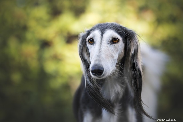 Cephalexin voor honden:wat u moet weten