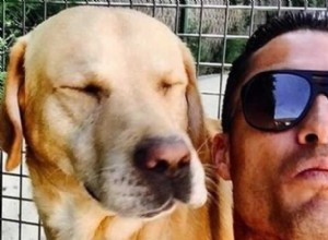 Cristiano Ronaldo e seu amor pelos cães