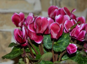 Cyclamen e sua toxicidade em cães e gatos