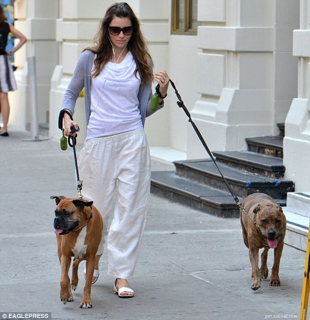 Джессика Бил любит своих собак и гуляет с ними по Голливуду