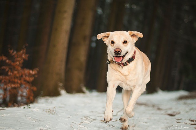 Hondenrennen:de beste hondenren voor uw huisdier bouwen