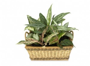 Dieffenbachia – Folhas grandes com grande dor