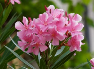 Plantas de oleandro e seus efeitos venenosos em cães e gatos