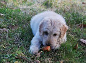 Marcas de ração para cães:uma das marcas mais populares de ração para cães