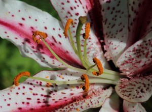 Lírios – Plantas bonitas, mas letais para seus animais de estimação