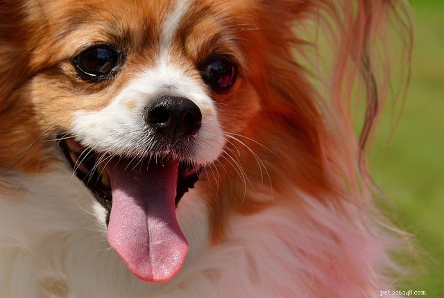 Apoquel voor honden:gebruik, dosering en bijwerkingen