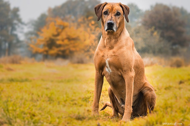 Rhodesian Ridgeback Dog:기원 및 특성