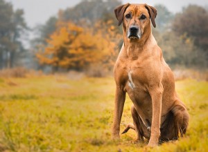 Rhodesian Ridgeback Dog:origens e características