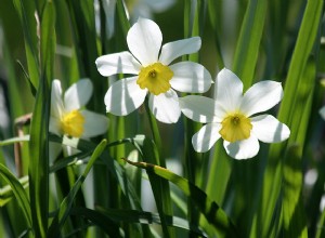 Narcisos – Plantas perigosas para cães e gatos