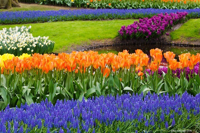 Tulipani e giacinti:splendidi sul campo, letali a casa