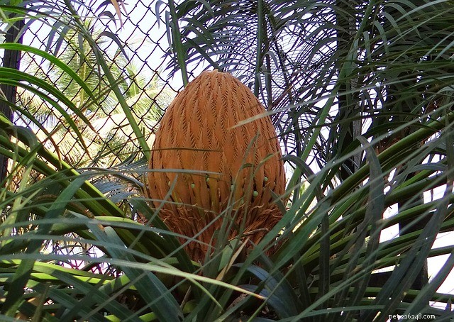 Саговая пальма — красивое украшение, но опасно для ваших питомцев