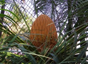 Sago Palm – Belo ornamento, mas perigoso para seus animais de estimação