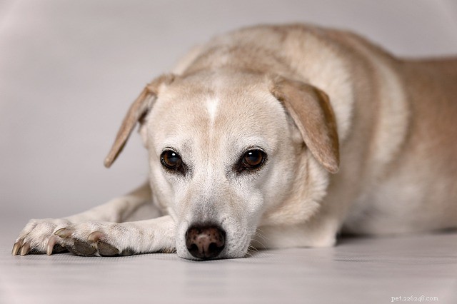 Болезнь Кушинга у собак, симптомы и лечение