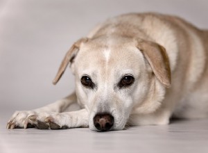 Cushing em cães, sintomas e tratamento