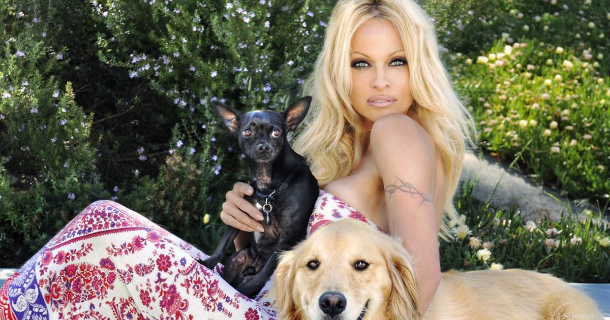 Pamela Anderson, uma ativista apaixonada pelos direitos dos animais