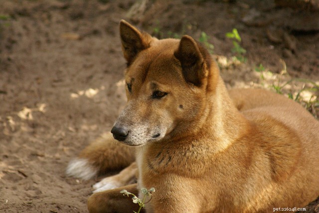 Новогвинейская поющая собака:редчайшая порода собак