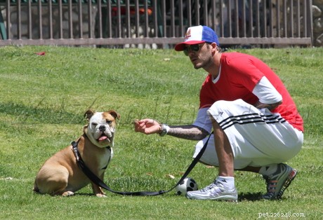 David Beckham a jeho krásná psí rodinka