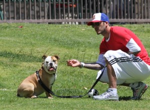 David Beckham e sua linda família de cães