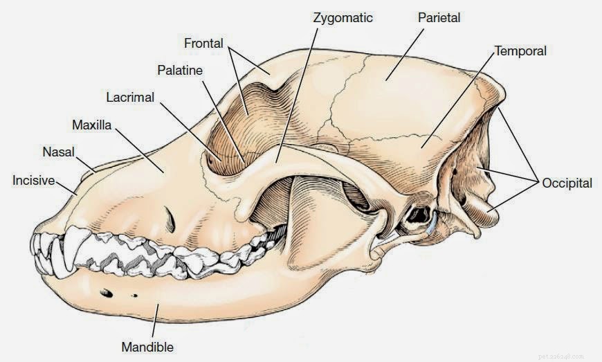 개 두개골 해부학:기본 및 흥미로운 사실