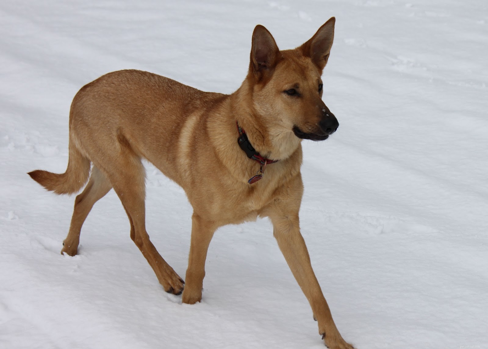Chinook Dog:기원, 특성 및 성격