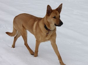 Cão Chinook:origens, características e personalidade