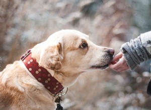 犬はトマトを食べることができますか？安全なのはいつですか？ 