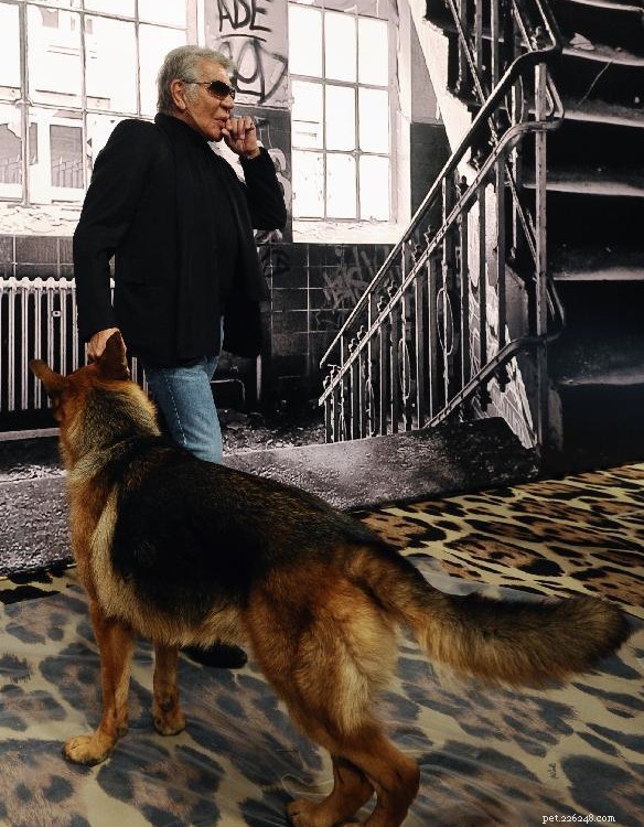 Roberto Cavalli e sua linha exclusiva para cães
