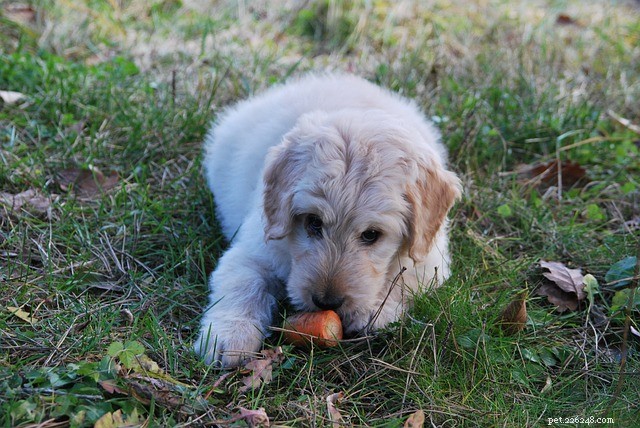 Os cães podem comer cenouras? Benefícios em cães