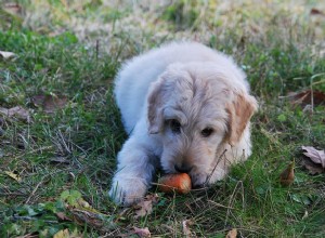 Могут ли собаки есть морковь? Преимущества у собак