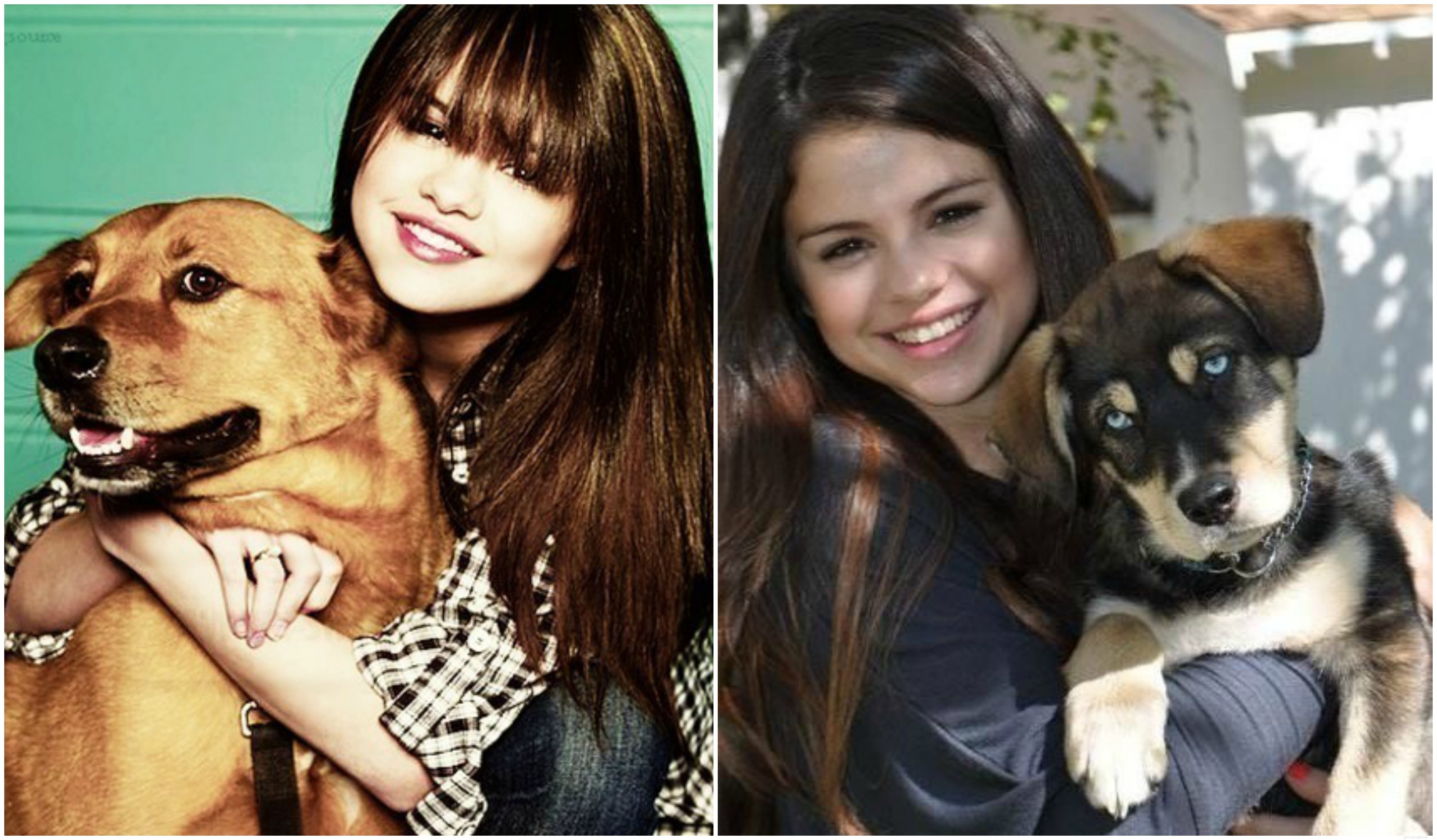 Selena Gomez et son amour pour le sauvetage des chiens