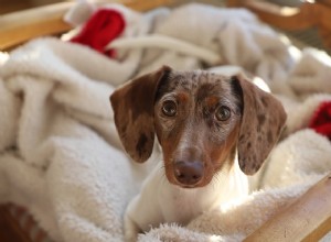 Alergias a cães:causas, sintomas e tratamento