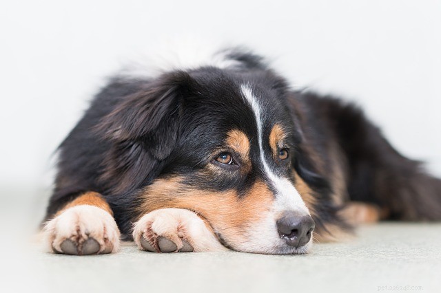Giardiasis bij honden:oorzaken, symptomen en behandeling