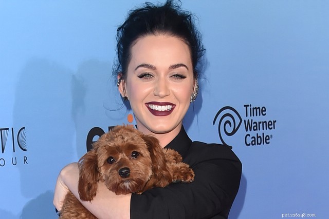 Katy Perry e sua pepita de cachorro celebridade