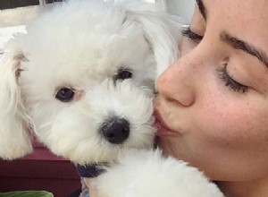 Demi Lovato e seus adoráveis ​​cachorrinhos fofinhos