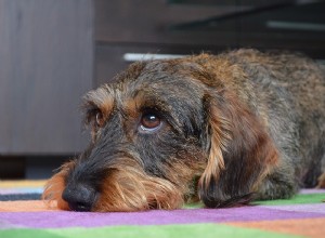 Carrapato de cachorro:o que causa e como tratá-lo