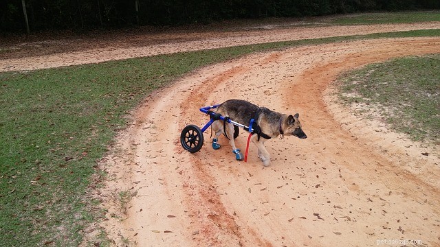 Fauteuil roulant pour chien :éléments à prendre en compte lors de sa recherche