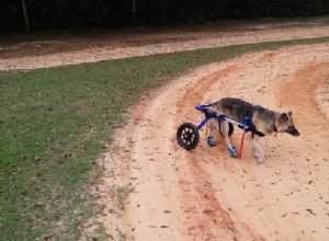 Cadeira de rodas para cães:coisas a serem consideradas ao procurá-la