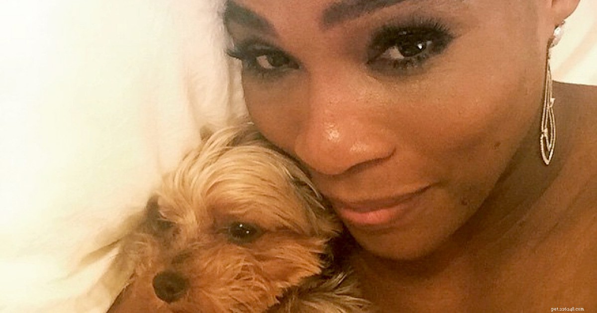 Serena Williams et son histoire avec des chiens