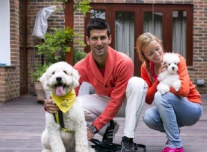 Novak Djokovic e seu poodle são inseparáveis