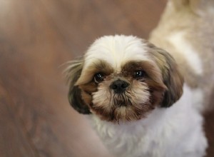 constipação canina:sintomas e tratamento